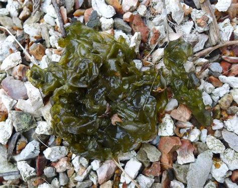 Nostoc commune (crachat de lune) sur un sol