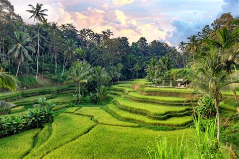 Rizières au Bangladesh, montrant les différentes étapes de la culture