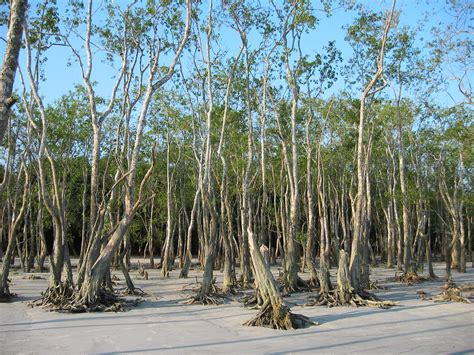 Forêt de mangroves des Sundarbans, Bangladesh