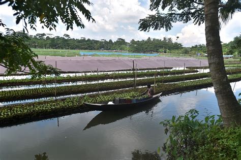 Potagers flottants au Bangladesh