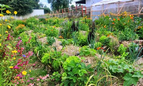 jardin sec permaculture