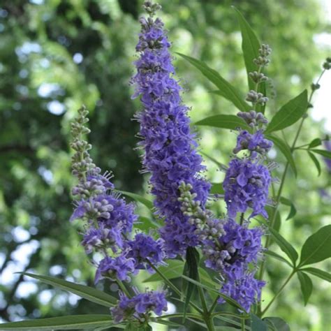Vitex agnus-castus en fleurs