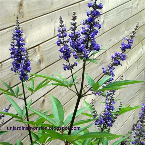 Jardin méditerranéen avec Vitex agnus-castus