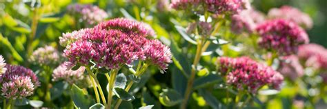 Image d'une variété de plantes résistantes à la chaleur et à la sécheresse