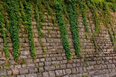Mur ancien recouvert de lierre