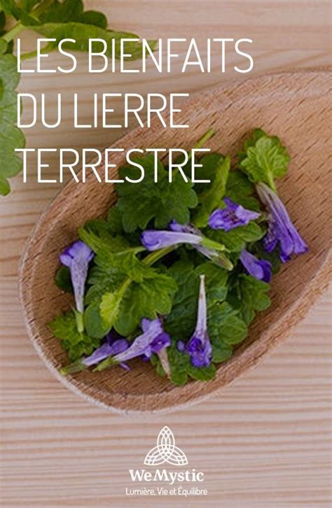 Infographie sur les bienfaits du lierre