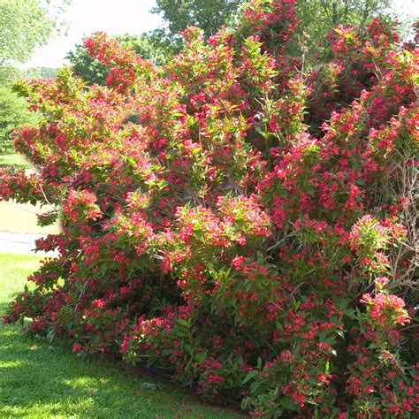 Illustration d'un Weigela 'Red Prince' en pleine floraison