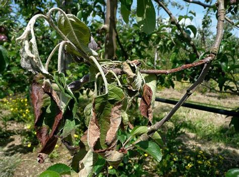 Symptômes du feu bactérien sur une branche de pommier