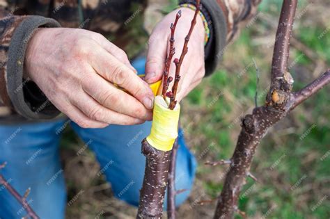 Jardinier appliquant un traitement naturel sur un arbre fruitier