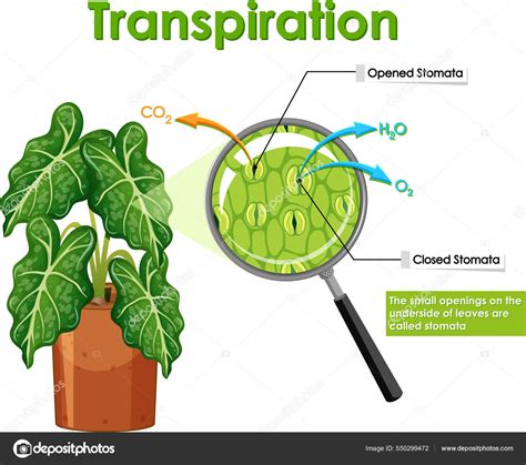 Schéma de la transpiration foliaire