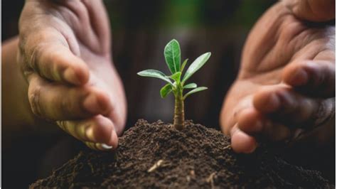 Image d'une plante mère saine
