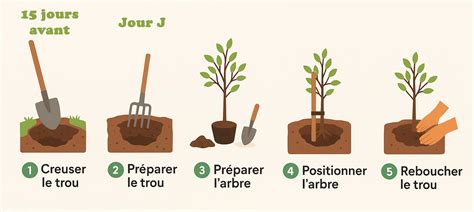 Infographie sur les étapes de plantation d'un arbre fruitier