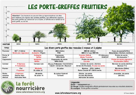 Schéma des différents types de porte-greffes et leurs impacts sur la taille et la vigueur de l'arbre fruitier