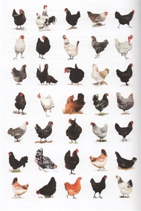 Différentes races de poules adaptées à la permaculture