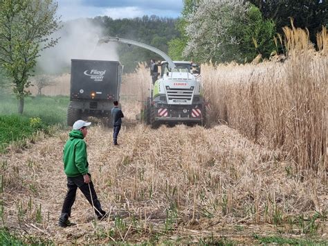 Culture et récolte du Miscanthus dans les champs