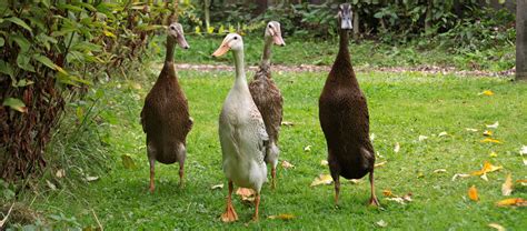 Canards coureurs indiens dans un potager