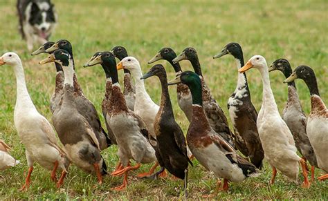 Œufs de canard coureur indien