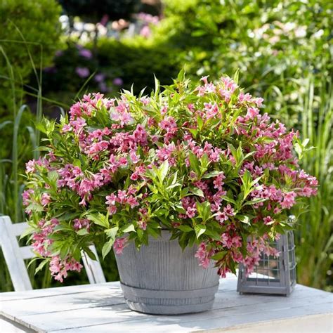 Image d'un Weigelia en pot sur une terrasse