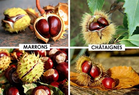 Comparaison entre châtaignes et marrons