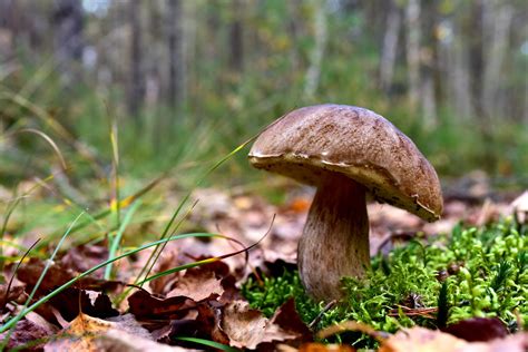 Diversité de champignons comestibles en forêt