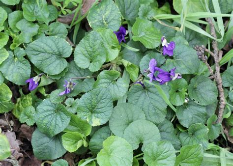 Gros plan sur des violettes odorantes