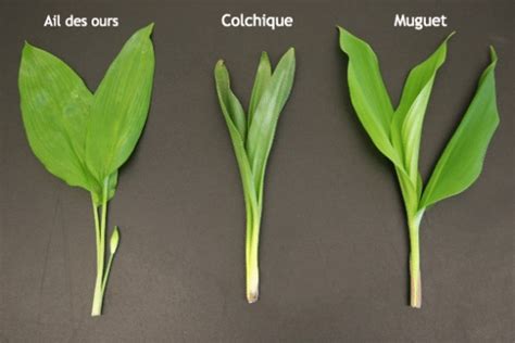 Distinction entre l'ail des ours et le muguet