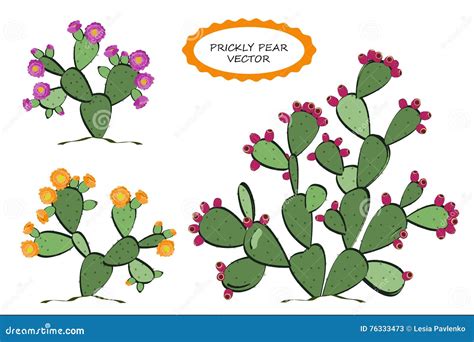 Illustration d'un figuier de Barbarie avec ses cladodes, fleurs et fruits