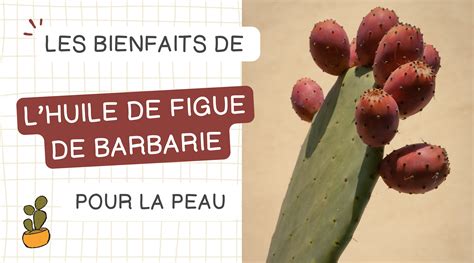Infographie sur les bienfaits nutritionnels de la figue de Barbarie