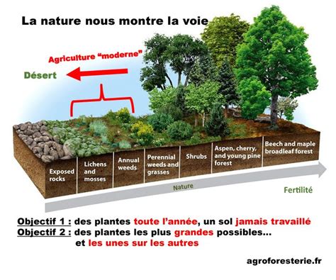 Schéma illustrant la stratégie de semis direct avec des arbres pionniers ombrageant et fertilisant les jeunes fruitiers.