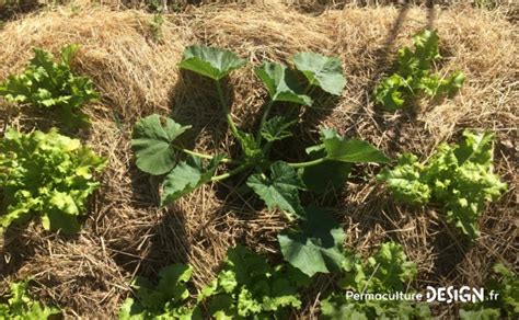 Photo de buttes de culture richement paillées dans un potager méditerranéen, démontrant la rétention d'humidité.
