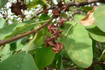 Arbre de badianier avec des fruits en forme d'étoile