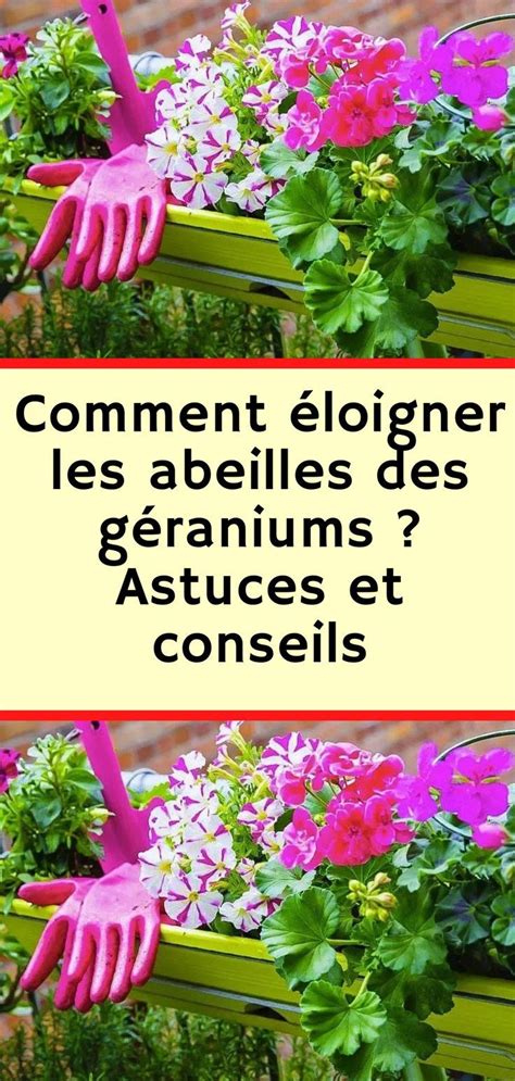 géraniums et abeilles