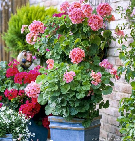 idées de décoration de balcon avec des géraniums