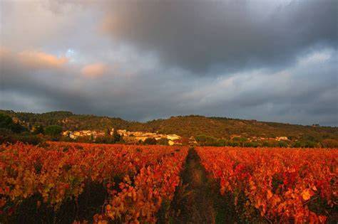 vignobles en Provence