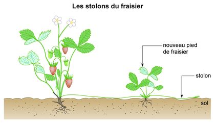 Schéma d'un fraisier avec ses stolons illustrant la propagation