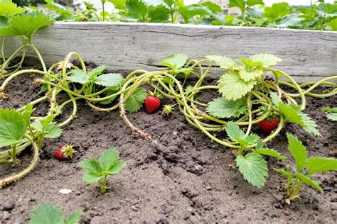 Image d'une culture de fraisiers avec des stolons coupés à la base