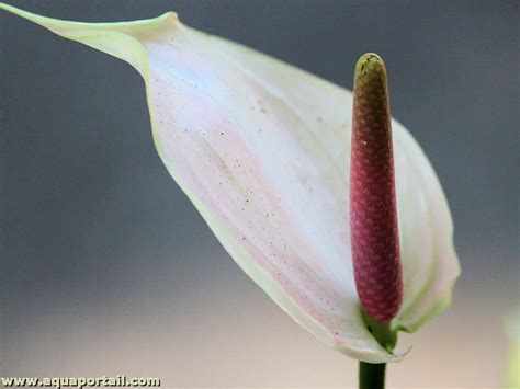 Exemple de fleur d'arum avec une spathe colorée et un spadice
