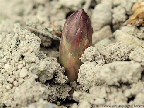 Photo d'un turion d'asperge