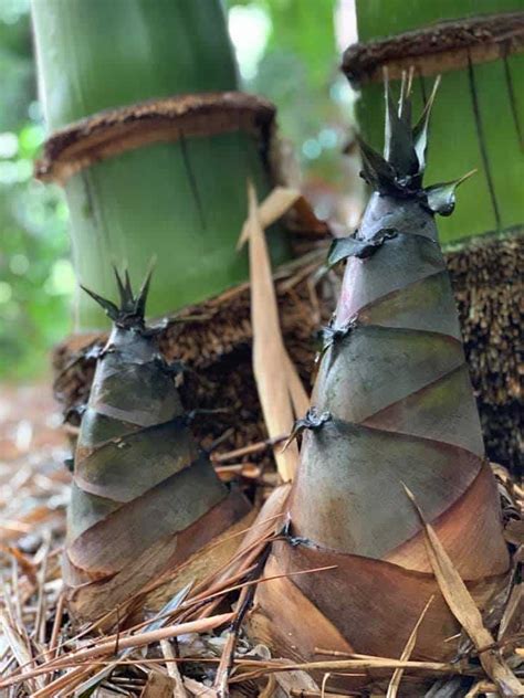 Photo d'une pousse impressionnante de Dendrocalamus giganteus