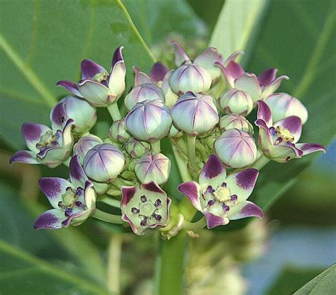 Photo de la floraison du roustonnier (Calotropis procera)