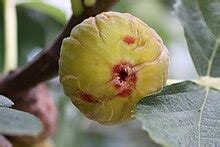 Photo de figues appelées en Provence « couilles du pape »