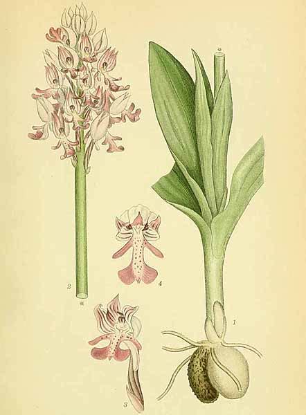 Dessin de la racine d'Orchis militaris évoquant un testicule