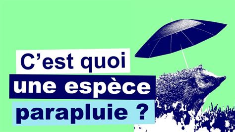 Infographie sur le rôle des espèces parapluie et sentinelles