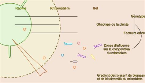 Micro-organismes et décomposition