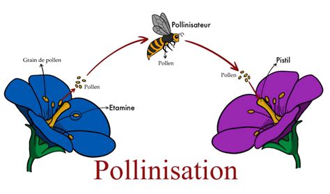 Différence entre semences hybrides et à pollinisation libre