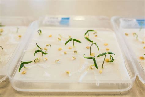 Test de germination des semences