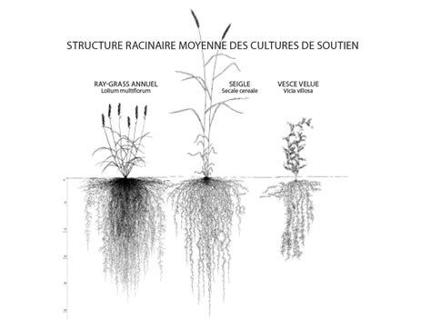 Système racinaire du seigle