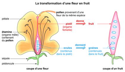 Illustration symbolisant la transformation d'une cicatrice en fleur