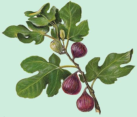 Illustration d'un figuier chargé de fruits