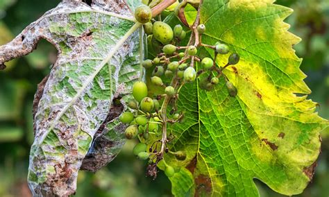 Vigne attaquée par le mildiou, montrant des taches foliaires